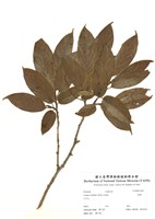 藏品(南燭)的圖片